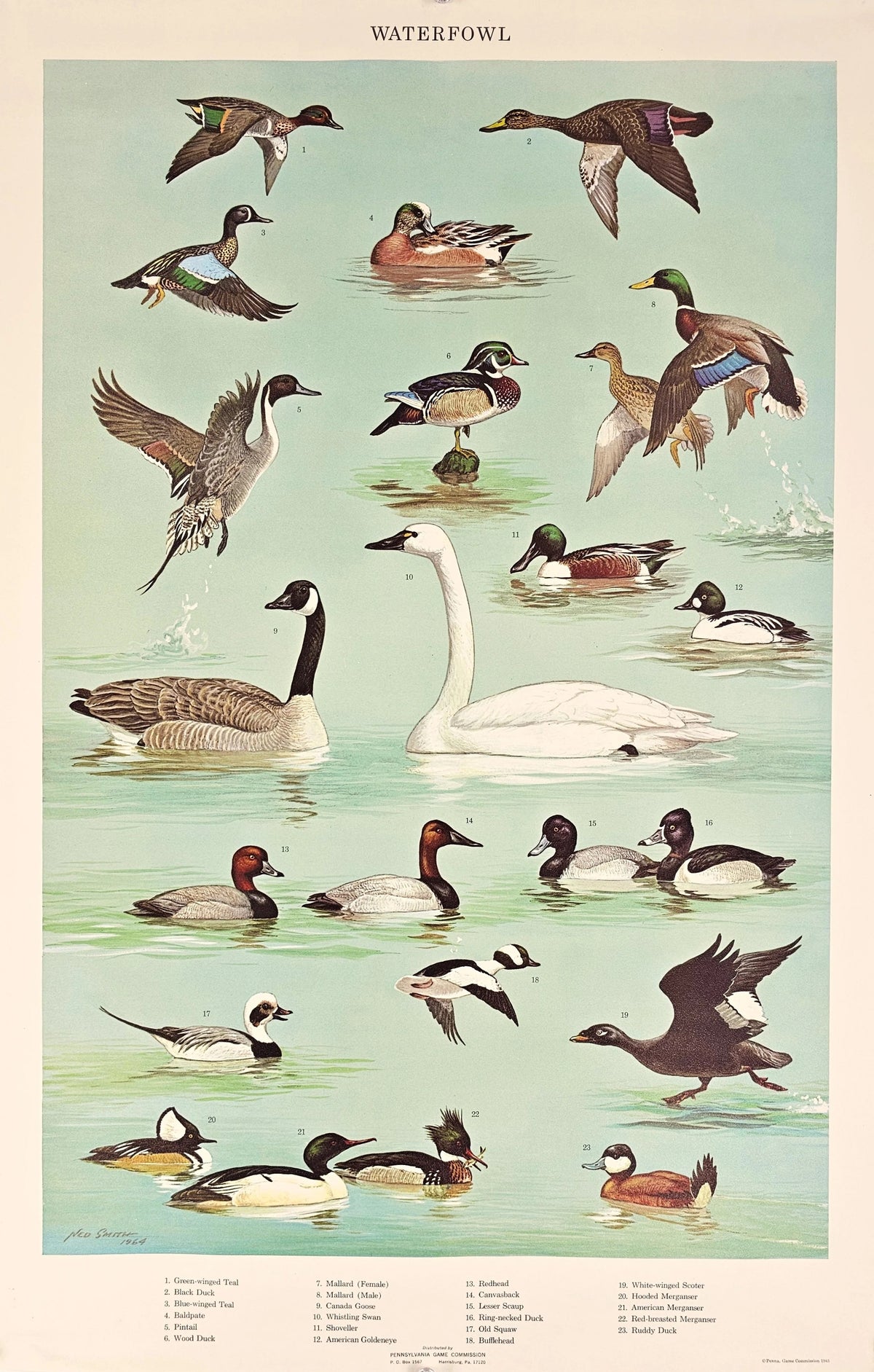 Waterfowl - Original Vintage Poster