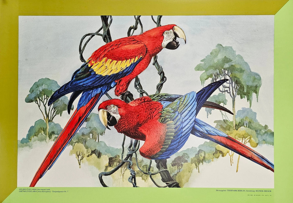 Berlin Zoo, Parrots - Original Vintage Poster