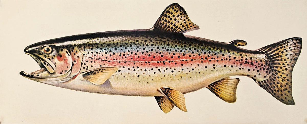 Rainbow Trout - Original Vintage Poster