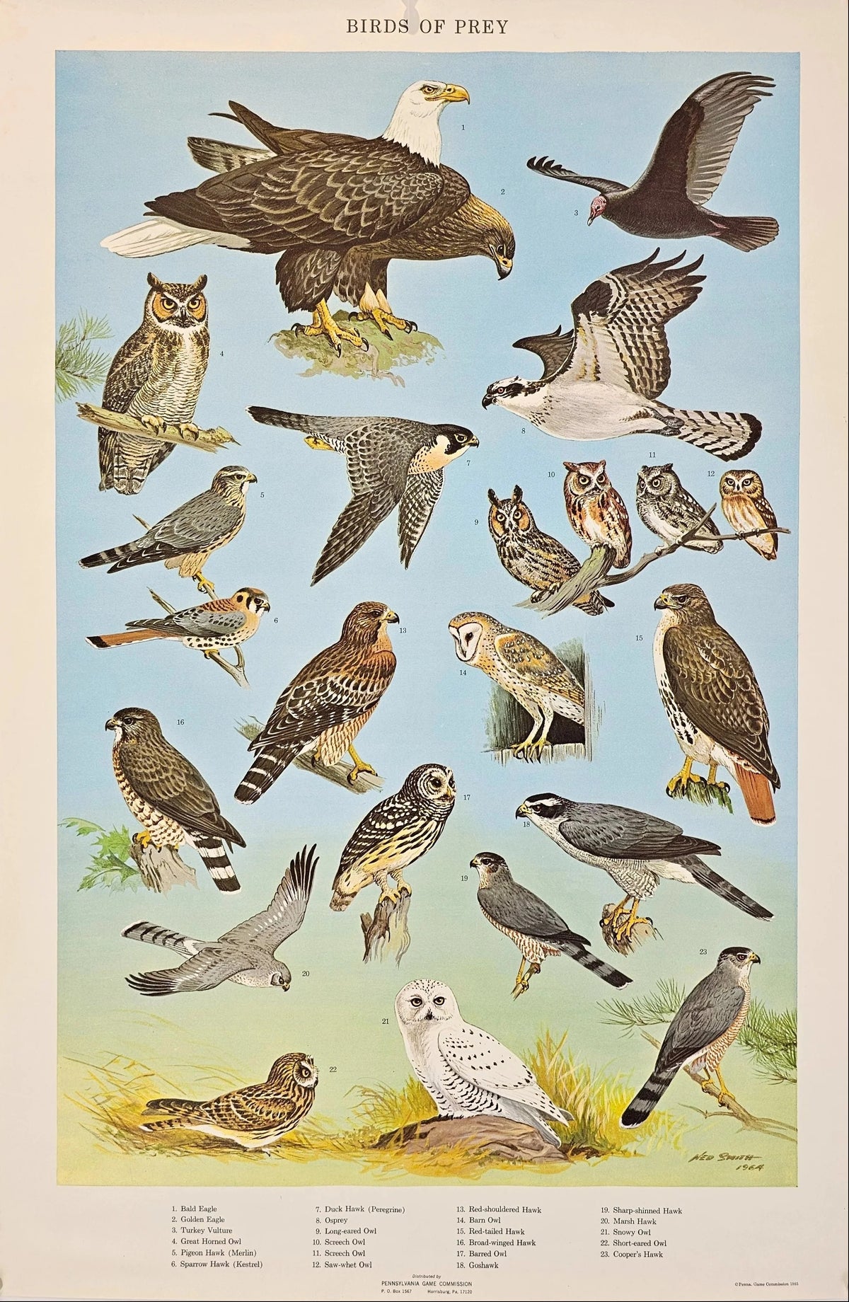 Birds of Prey - Original Vintage Poster