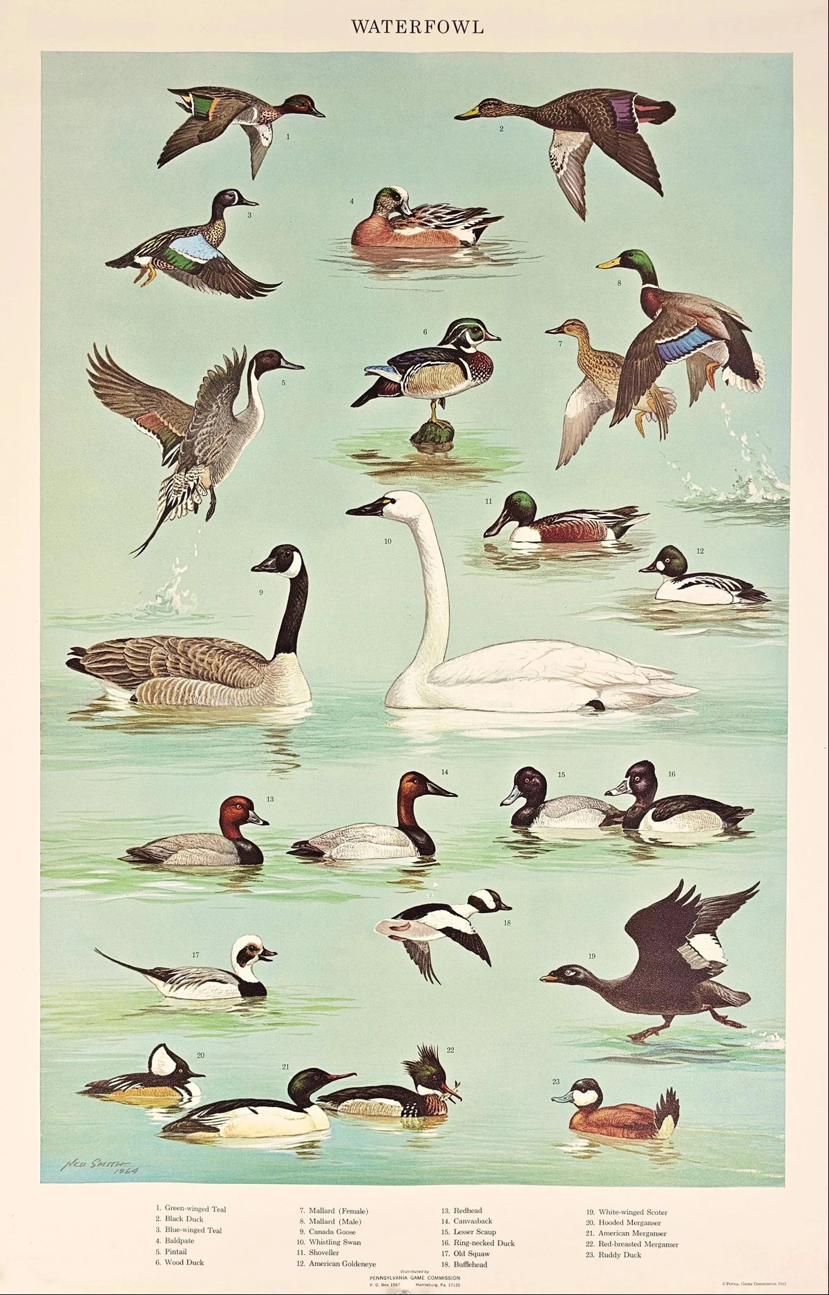 Waterfowl - Original Vintage Poster