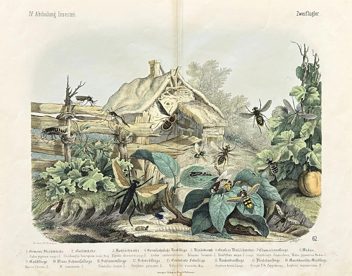 Bees, Gadfly, Horsefly, & Mosquito, Hand Colored Engraving - Original Antique Print: