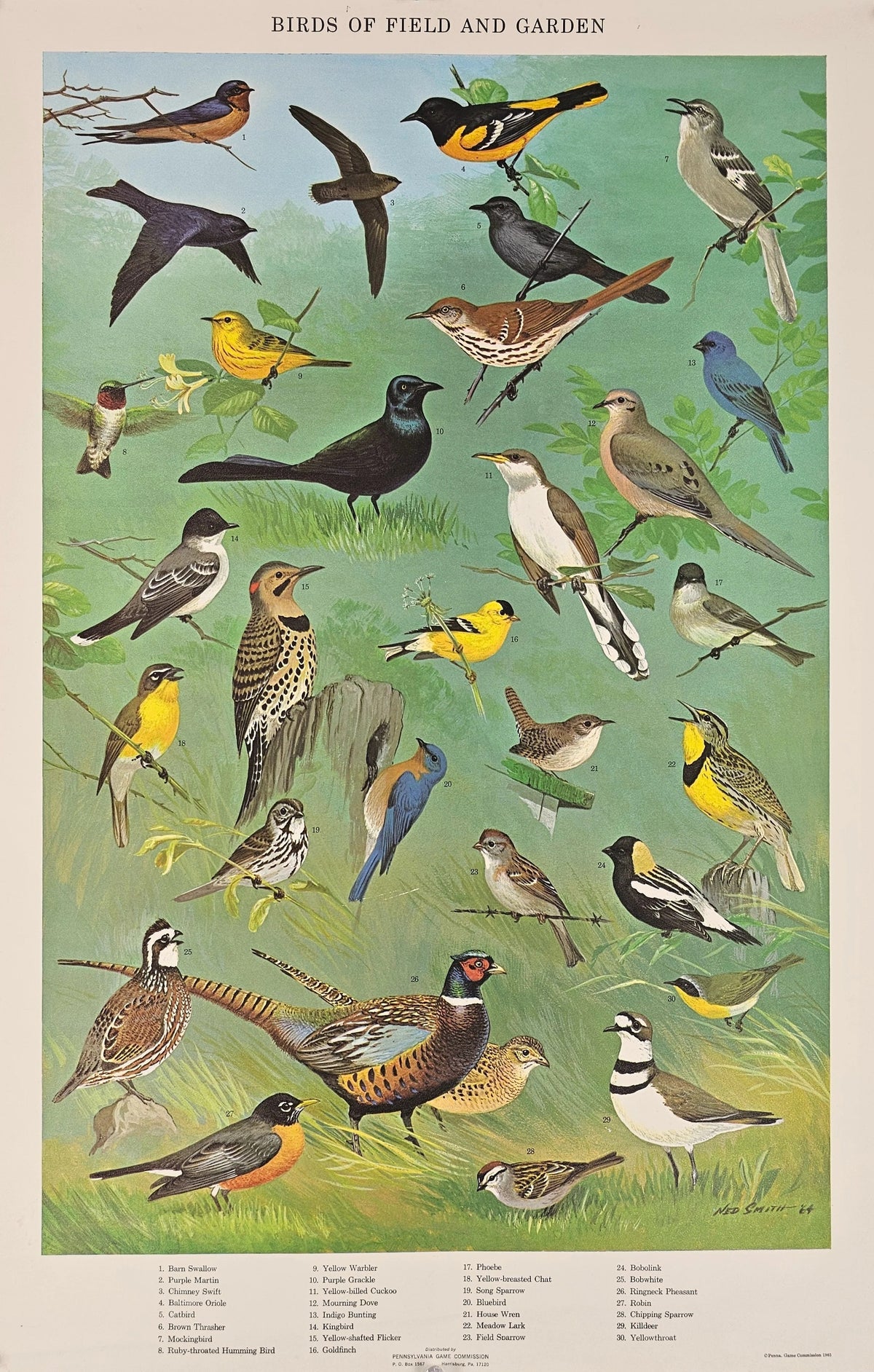 Birds of Field and Garden - Original Vintage Poster