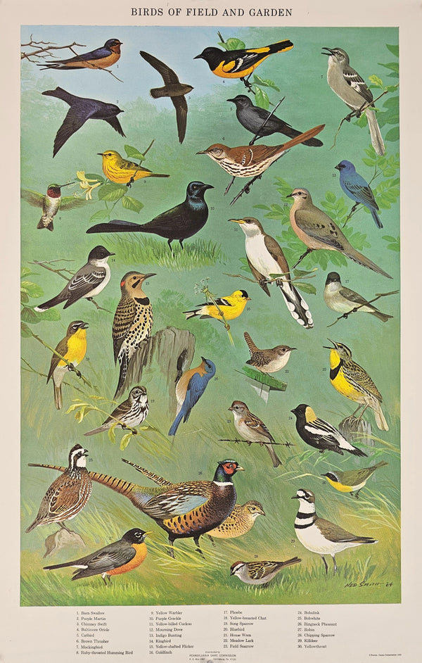 Birds of Field and Garden - Original Vintage Poster
