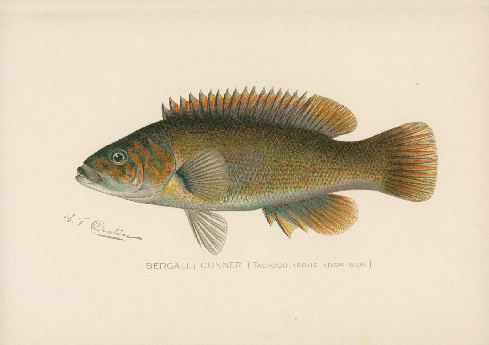 10- NY Forest Fish Game Commission - Authentic Vintage Illustration