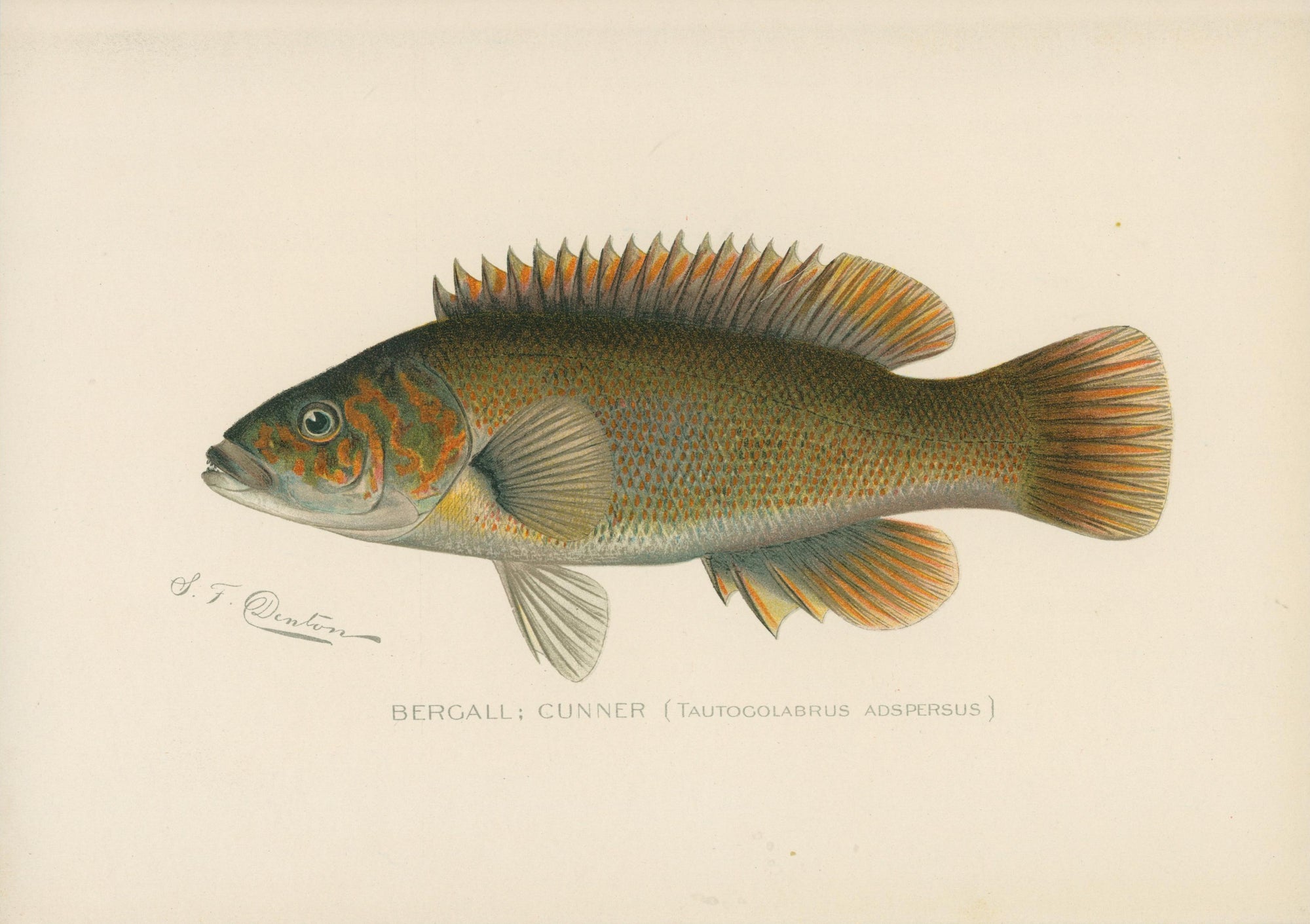 10- NY Forest Fish Game Commission - Authentic Vintage Illustration