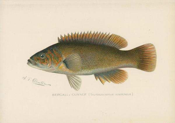 Bergal, Cunner- NY Forest, Fish, Game Commission - Authentic Vintage Antique Print