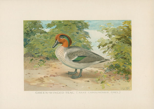 Green Winged Teal- NY Forest, Fish, Game Commission - Authentic Vintage Antique Print
