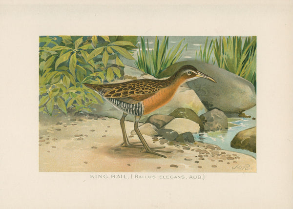 King Rail Bird- NY Forest, Fish, Game Commission - Authentic Vintage Antique Print