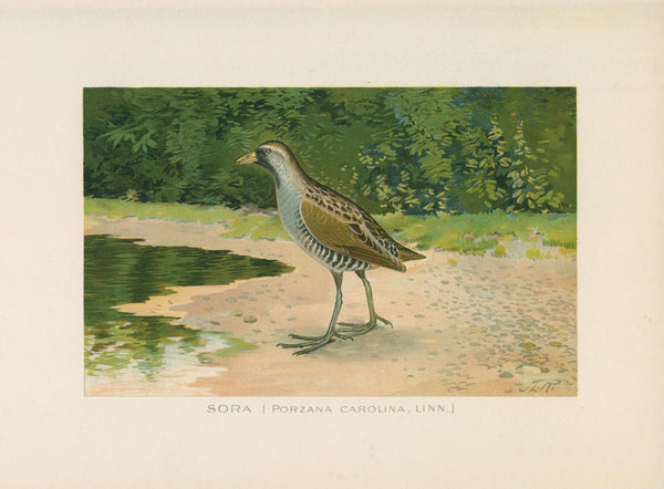 Sora Bird- NY Forest, Fish, Game Commission - Authentic Vintage Antique Print