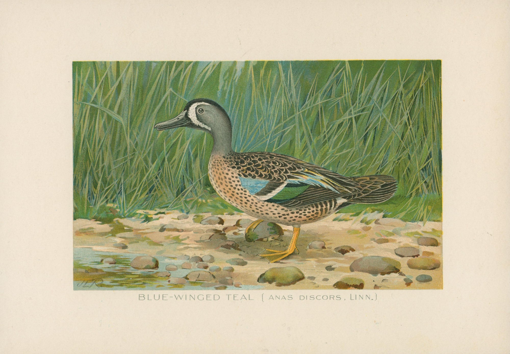 17- NY Forest Fish Game Commission - Authentic Vintage Illustration