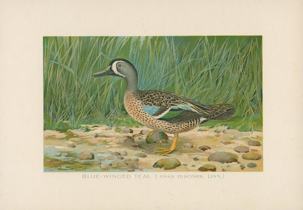 Blue Winged Teal- NY Forest, Fish, Game Commission - Authentic Vintage Antique Print