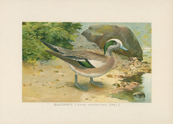 Baldplate Duck- NY Forest, Fish, Game Commission - Authentic Vintage Antique Print