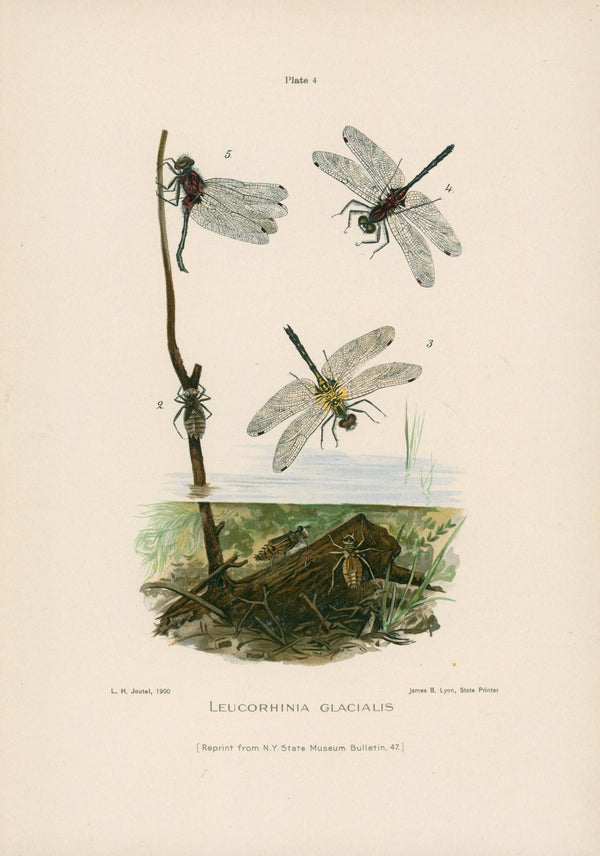 Glacial Dragonfly- NY Forest, Fish, Game Commission - Authentic Vintage Antique Print