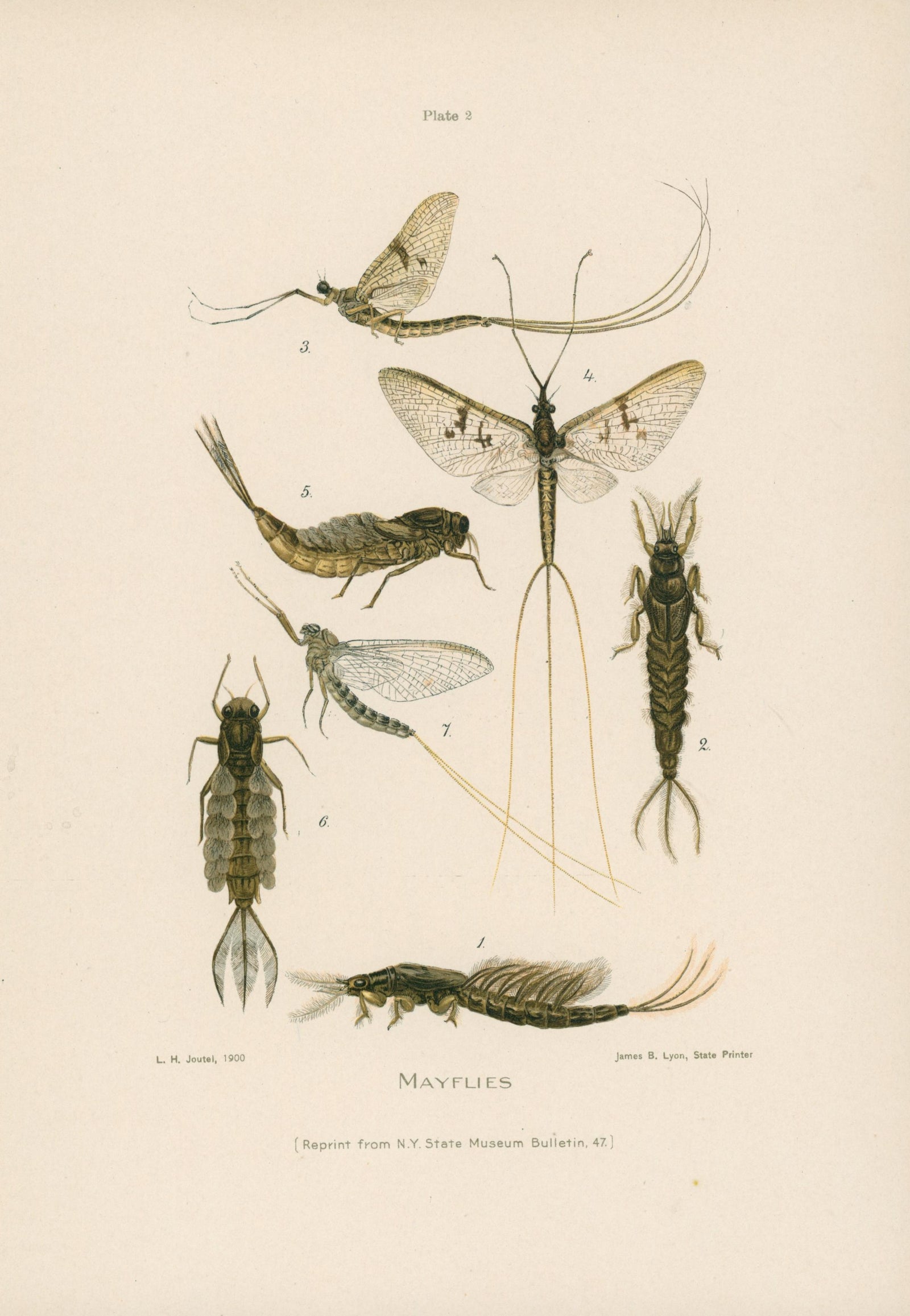 20- NY Forest Fish Game Commission - Authentic Vintage Illustration