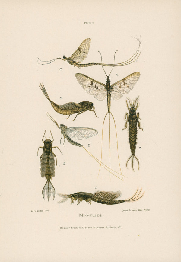 Mayfly- NY Forest, Fish, Game Commission - Authentic Vintage Antique Print