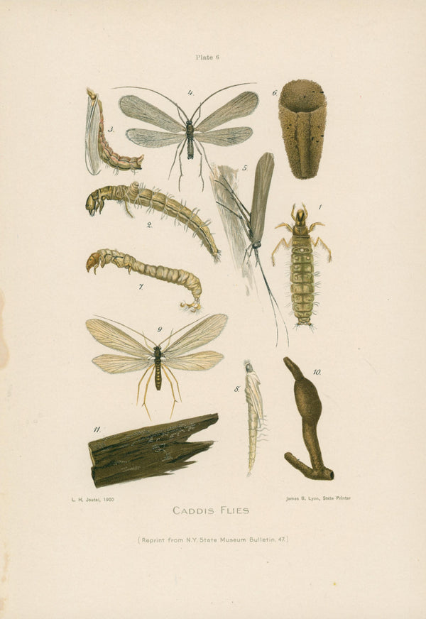 Caddis Flies- NY Forest, Fish, Game Commission - Authentic Vintage Antique Print