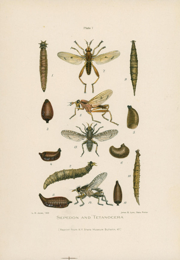 Snail-Killing Fly- NY Forest, Fish, Game Commission - Authentic Vintage Antique Print