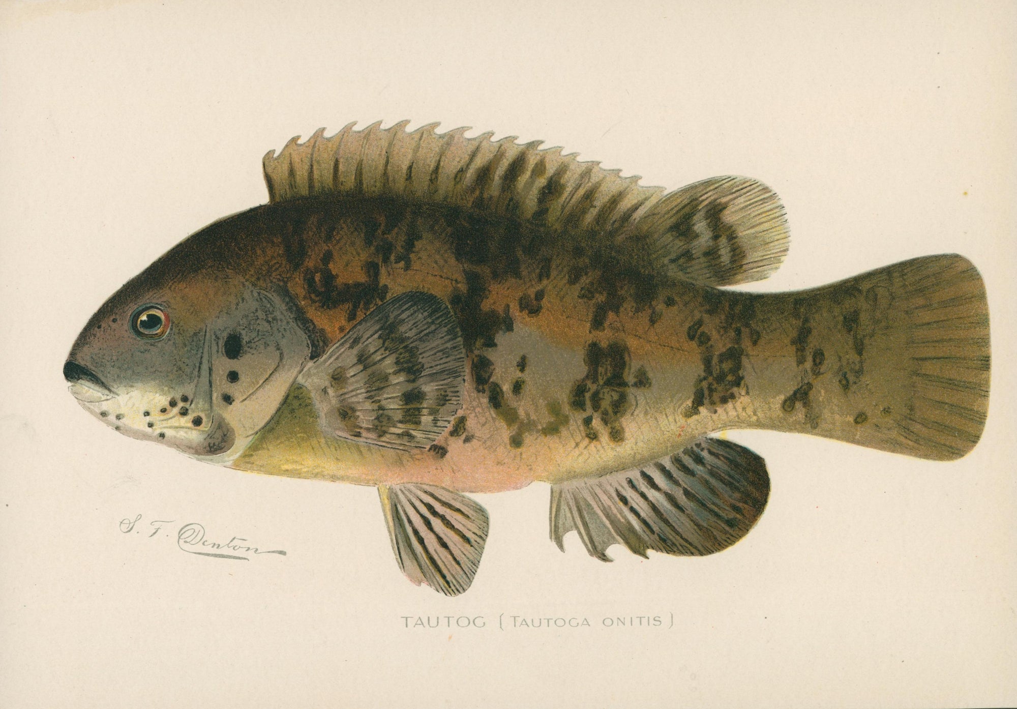 2- NY Forest Fish Game Commission - Authentic Vintage 