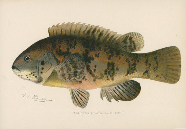 Tautog- NY Forest, Fish, Game Commission - Authentic Vintage Antique Print