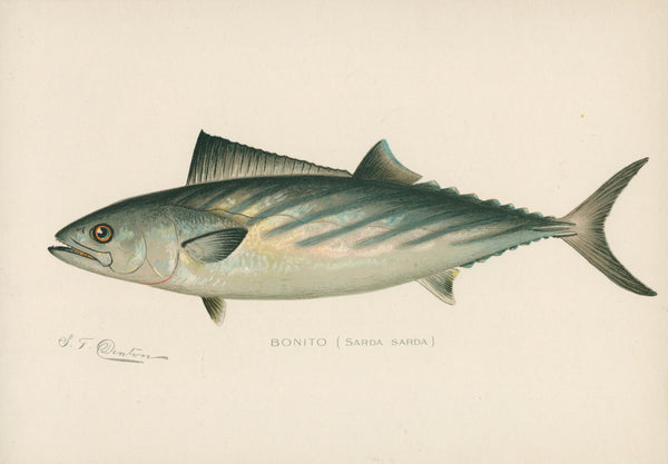 Bonito- NY Forest, Fish, Game Commission - Authentic Vintage Antique Print