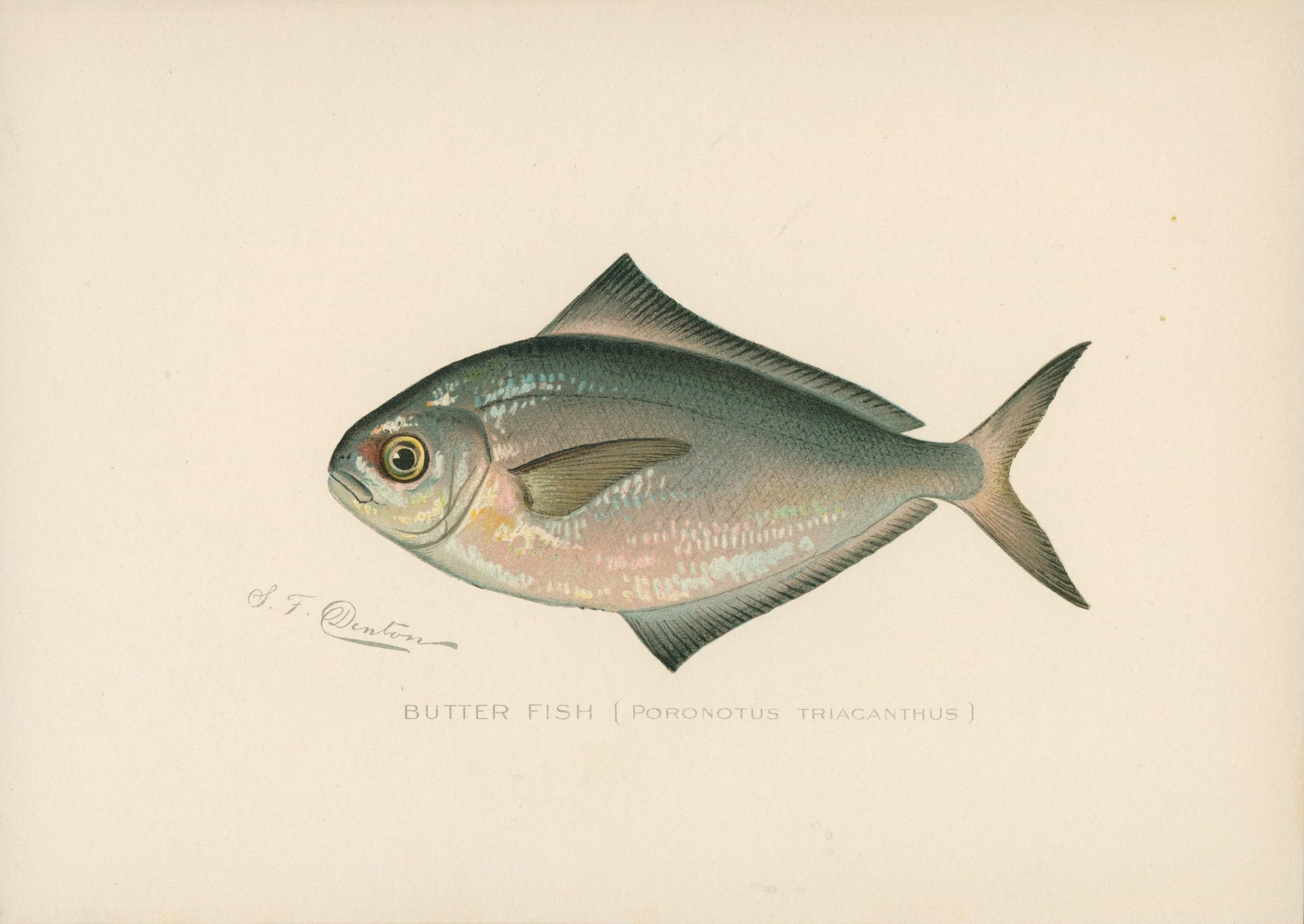 4- NY Forest Fish Game Commission - Authentic Vintage 