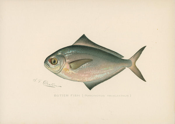 Butter Fish- NY Forest, Fish, Game Commission - Authentic Vintage Antique Print