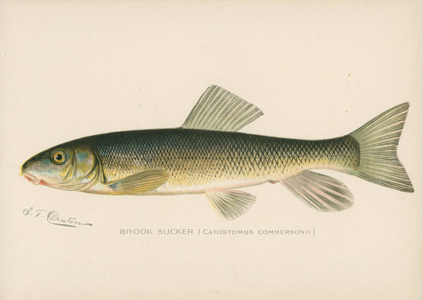Brook Sucker- NY Forest, Fish, Game Commission - Authentic Vintage Antique Print