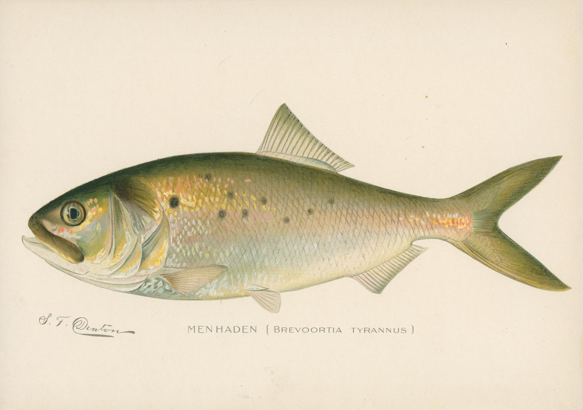 6- NY Forest Fish Game Commission - Authentic Vintage Illustration