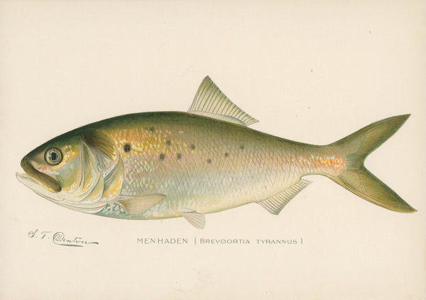 Menhaden- NY Forest, Fish, Game Commission - Authentic Vintage Antique Print