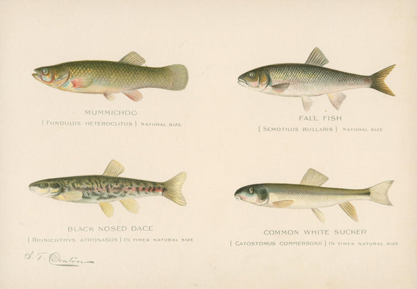 Freshwater Spieces- NY Forest, Fish, Game Commission - Authentic Vintage Antique Print