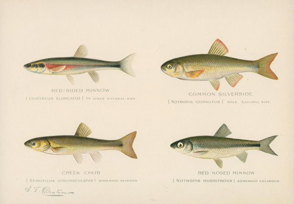 Freshwater Species- NY Forest, Fish, Game Commission - Authentic Vintage Antique Print