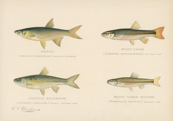 Freshwater Species- NY Forest, Fish, Game Commission - Authentic Vintage Antique Print