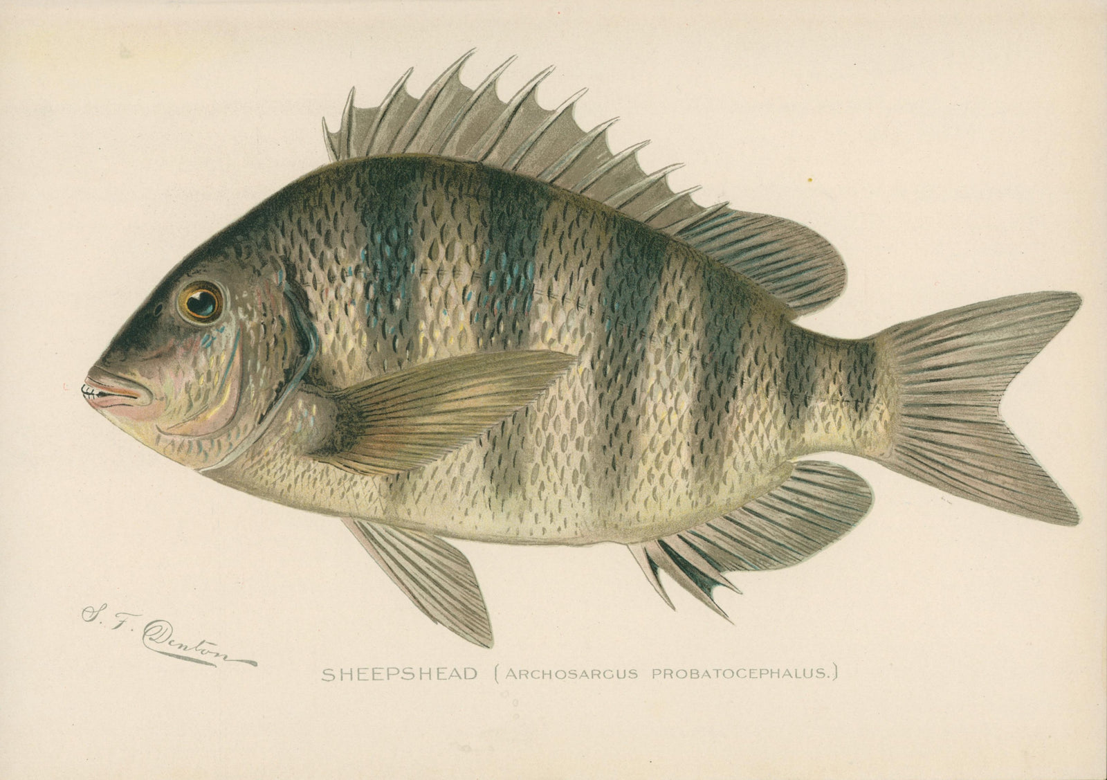 1- NY Forest Fish Game Commission - Authentic Vintage 