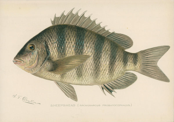 Sheepshead- NY Forest, Fish, Game Commission - Authentic Vintage Antique Print