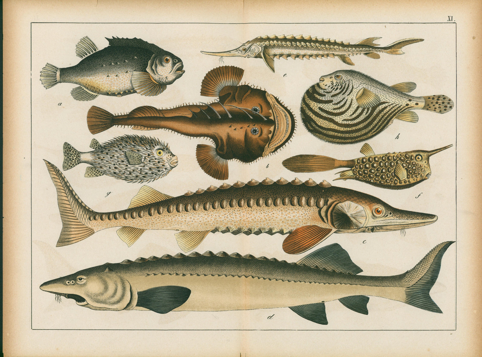 Le Regne Animal by Gotthilf Heinrich von Schubert- Marine Print - Authentic Vintage Antique Print