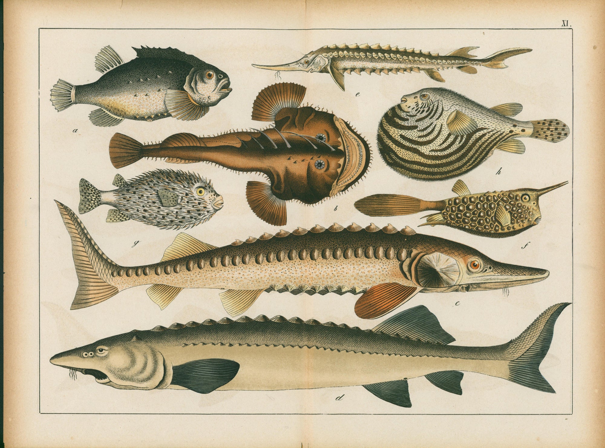 Le Regne Animal by Gotthilf Heinrich von Schubert- Marine Print - Authentic Vintage Antique Print