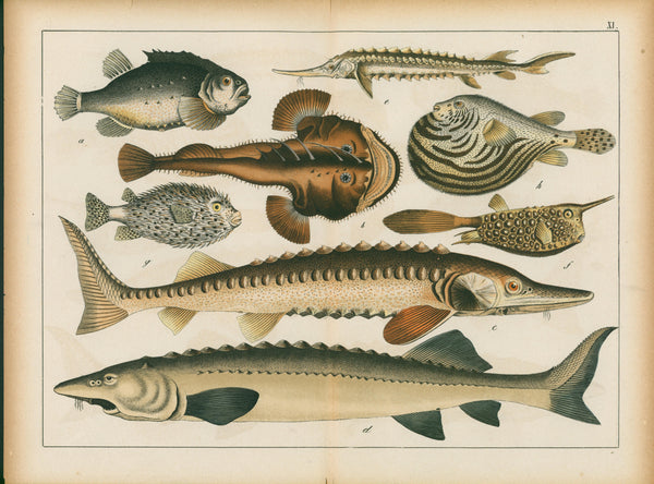 Animal Kingdom, Marine Life- Chromolithograph - Authentic Vintage Antique Print
