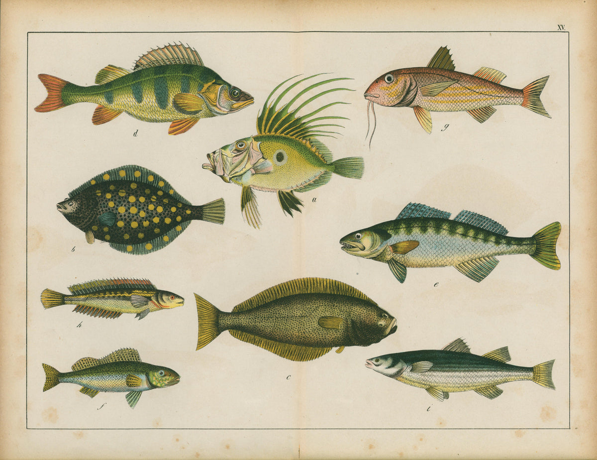Le Regne Animal by Gotthilf Heinrich von Schubert- Marine Print - Authentic Vintage Antique Print
