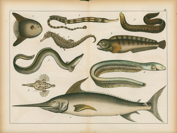 Animal Kingdom, Marine Life- Chromolithograph - Authentic Vintage Antique Print