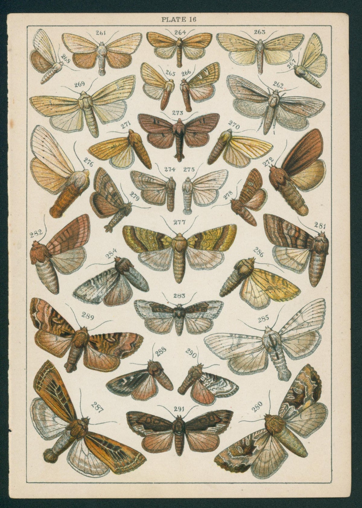 Butterfly & Moths- Chromolithograph - Authentic Vintage Antique Print