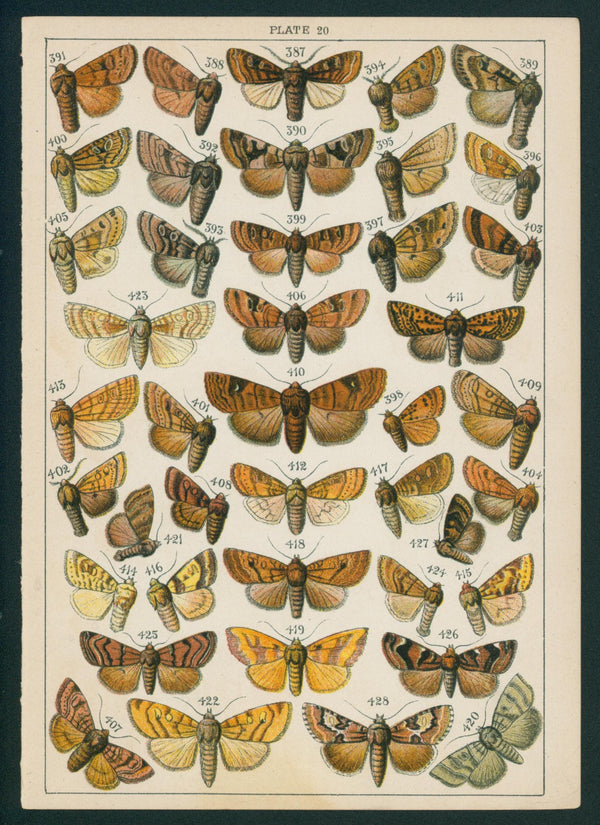 Butterfly & Moths- Chromolithograph - Authentic Vintage Antique Print
