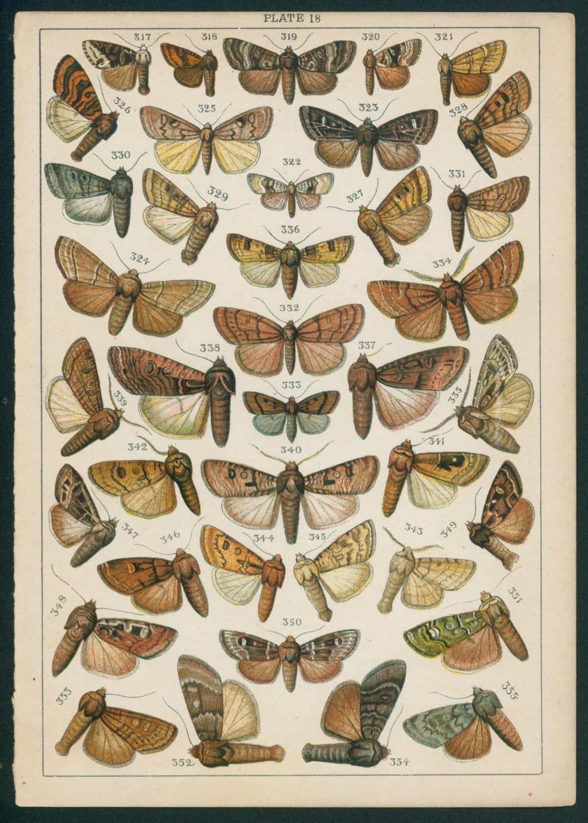Butterfly & Moths- Chromolithograph - Authentic Vintage Antique Print