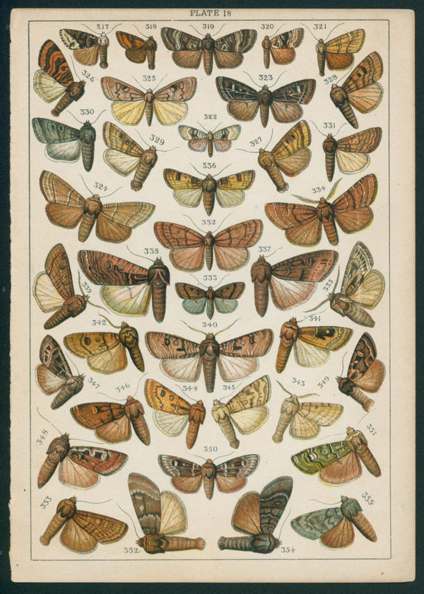 Butterfly & Moths- Chromolithograph - Authentic Vintage Antique Print