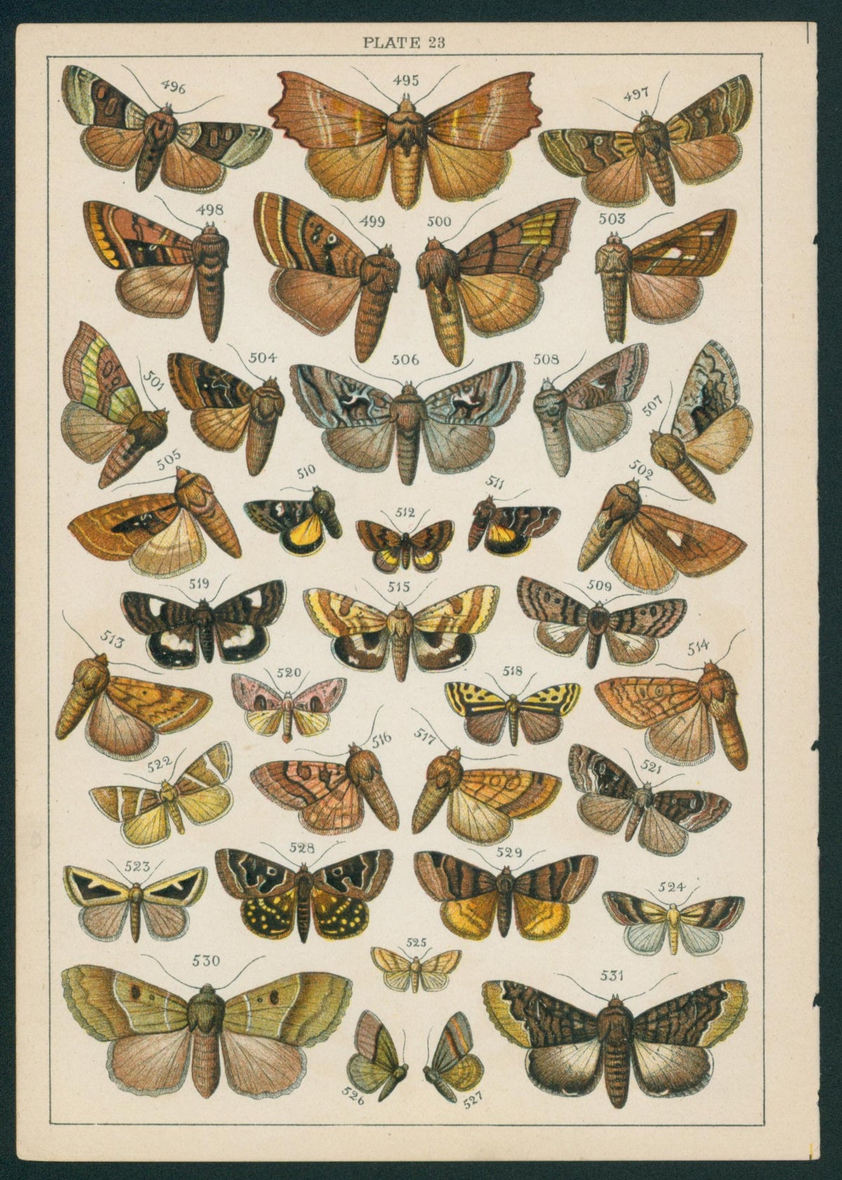 Butterfly & Moths- Chromolithograph - Authentic Vintage Antique Print