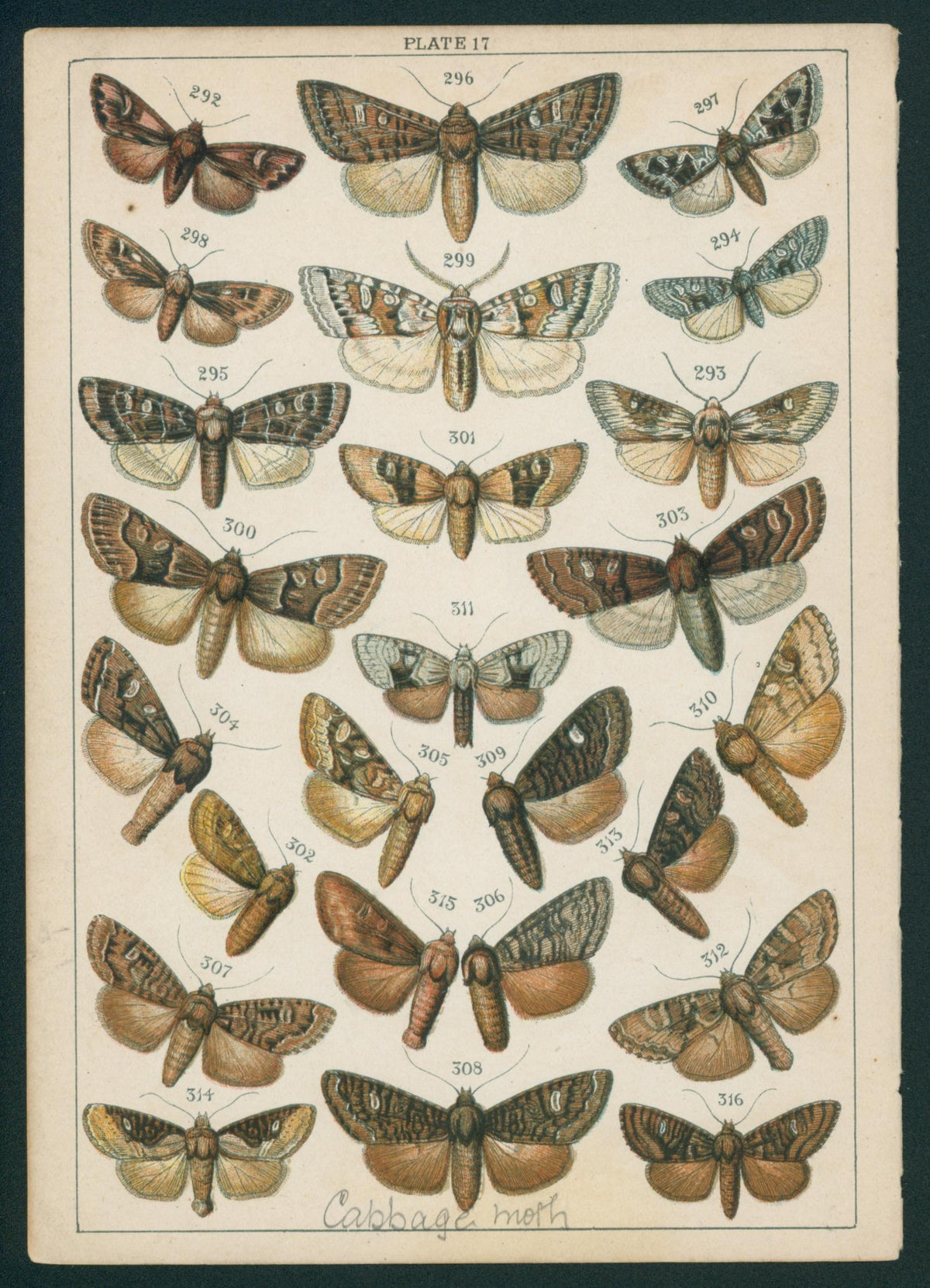 Butterfly & Moths- Chromolithograph - Authentic Vintage Antique Print