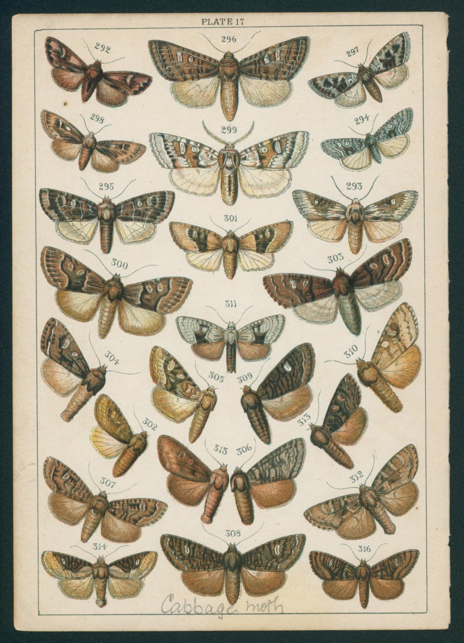 Butterfly & Moths- Chromolithograph - Authentic Vintage Antique Print