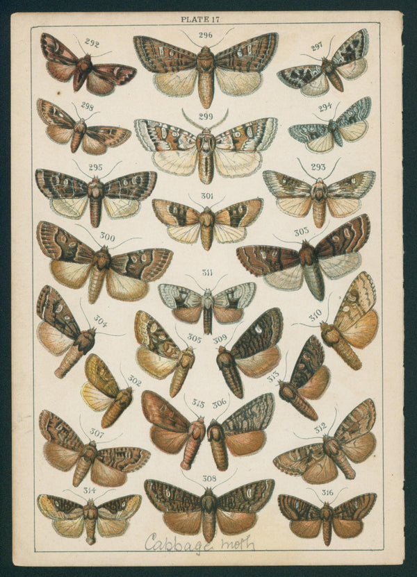 Butterfly & Moths- Chromolithograph - Authentic Vintage Antique Print