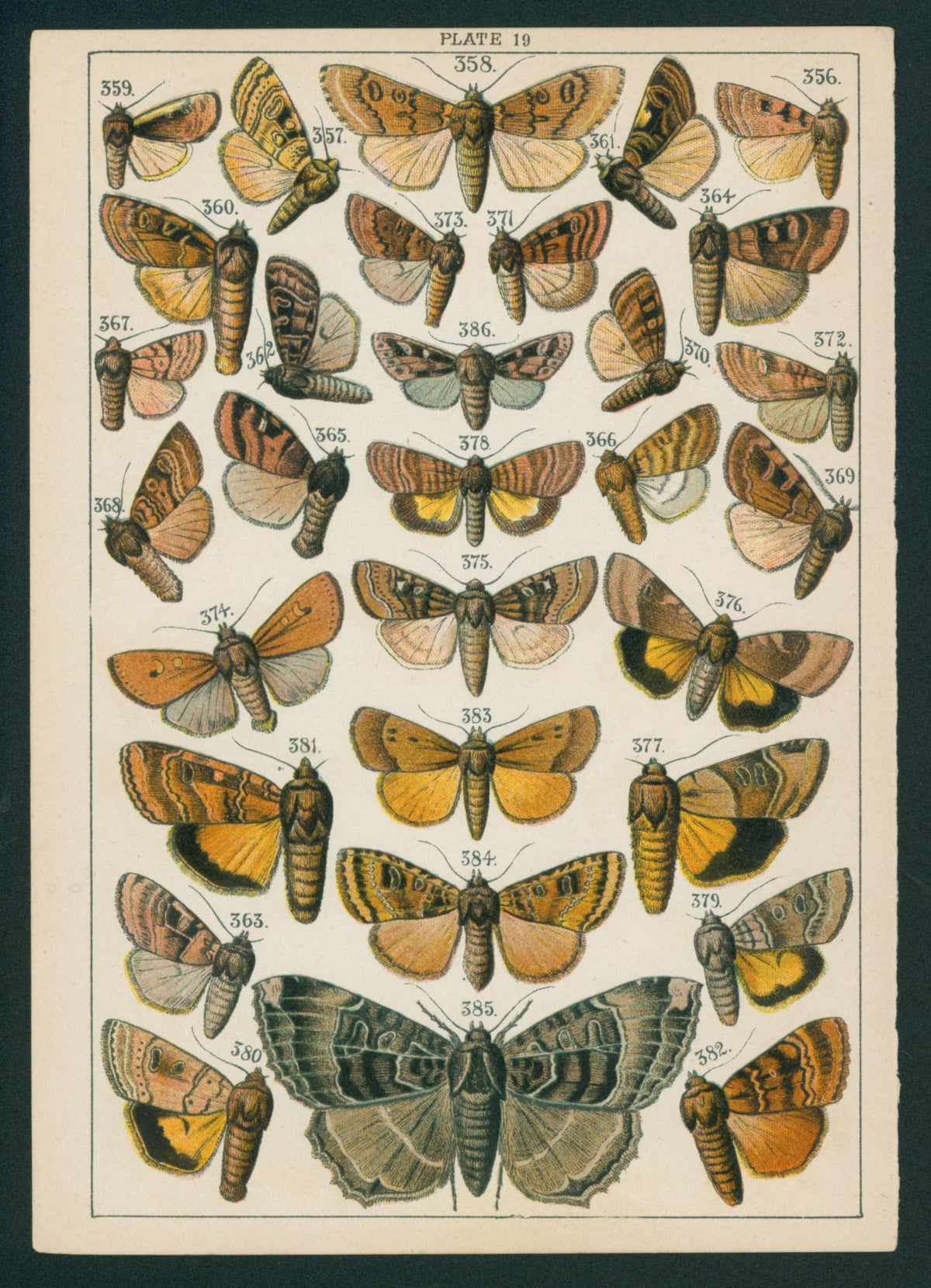 Butterfly & Moths- Chromolithograph - Authentic Vintage Antique Print