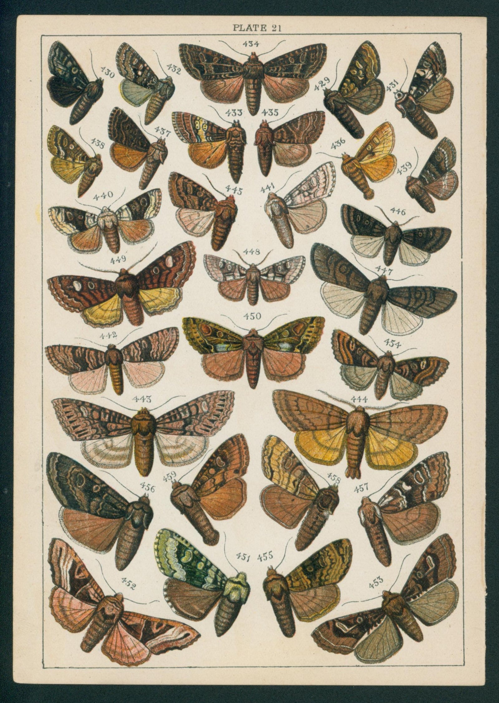Butterfly & Moths- Chromolithograph - Authentic Vintage Antique Print